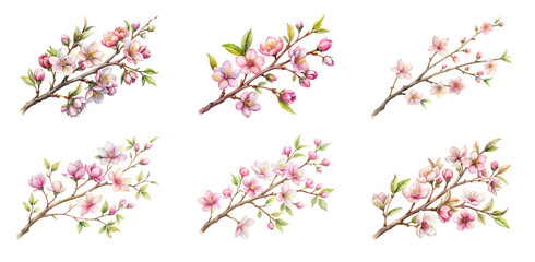 Fototapeta premium Beautiful Spring Flower Branch Graphic on Transparent PNG Background