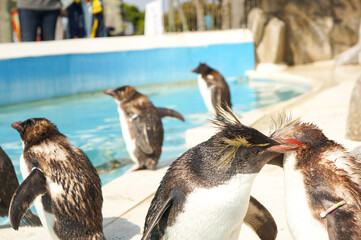 動物園でお互いに毛づくろいし合っている仲の良いペンギン