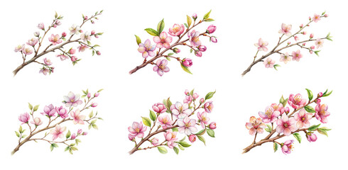 Fototapeta premium Beautiful Spring Flower Branch Graphic on Transparent PNG Background