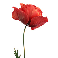 Vibrant close-up of a red poppy flower with delicate petals, isolated on a white background. Ideal for nature, floral, and botanical-themed designs.