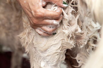 Obraz premium Golden retriever dog taking bath at home. woman in the bathroom washes, washing dog and applies pet shampoo for wool rubs it with foam. Pets friendly and care concept. Showering of happy dog.