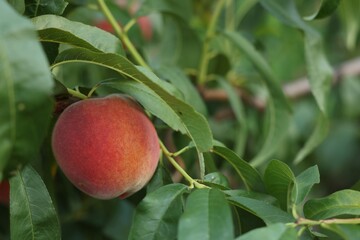 Ripe peaches on tree branch in garden, closeup. Space for text