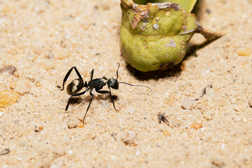 Black ant walking on sand