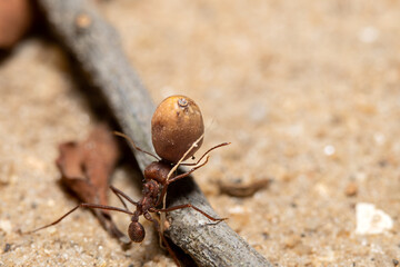 Red ant carryng seed