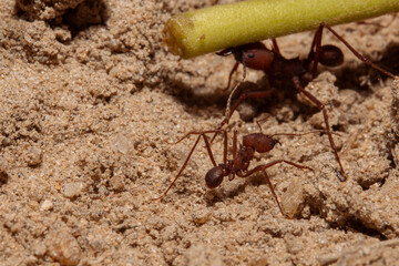 Red ant carryng piece of grass