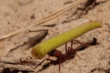 Red ant carryng piece of grass