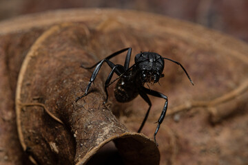 Black ant on leaf close up