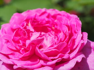 Obraz premium バラの花のクローズアップ
