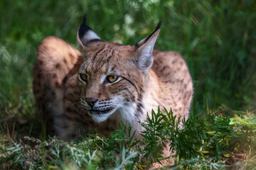 Lynx - a genus of predatory mammals from the subfamily Felinae within the family Felidae. Body...