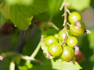 グースベリーの実のクローズアップ