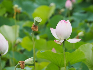 美しい蓮の花