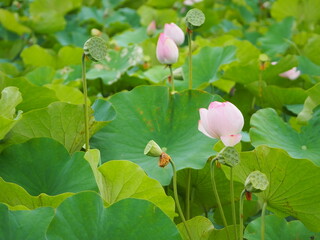 美しい蓮の花