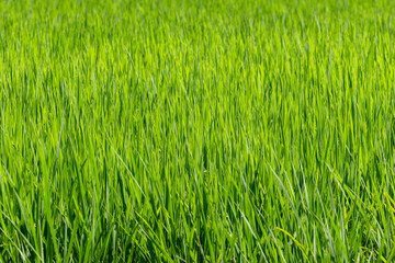 元気に育つ稲02