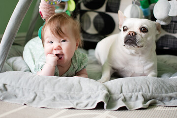 Baby and dog on the floor together. Babies and pets concept. Newborn baby girl with white French bulldog friendship. Cute pair