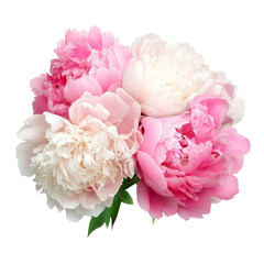 Pink peony flower isolated on white background