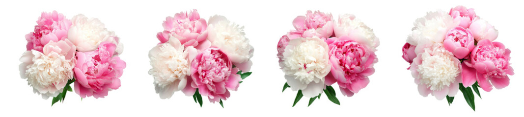 Pink peony flower isolated on white background