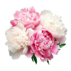 Pink peony flower isolated on white background