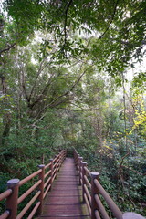 Fototapeta premium fine boardwalk through deep autumn forest