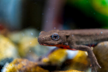 アカハライモリのマクロ