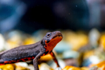 アカハライモリのマクロ