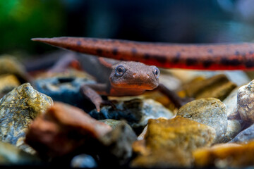 アカハライモリのマクロ