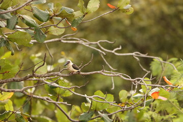 Great-billed kingfisher  (Pelargopsis melanorhyncha) in Tangkoko national park, Sulawesi, Indonesia 