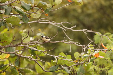 Great-billed kingfisher  (Pelargopsis melanorhyncha) in Tangkoko national park, Sulawesi, Indonesia 