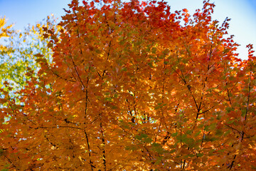 Autumn forest. Nature in fall season. Autumnal season in park. Seasonal leaves and trees. Natural autumn season. Autumn beauty of nature. Nature in forest. Fall leaves in park. Changing landscape