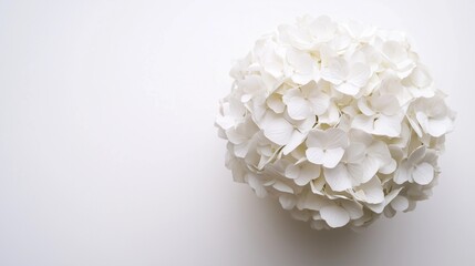 かわいい白いアジサイの花