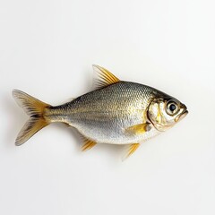 Fototapeta premium fish isolated on white background