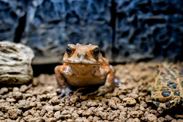 ミヤコヒキガエルのクローズアップ