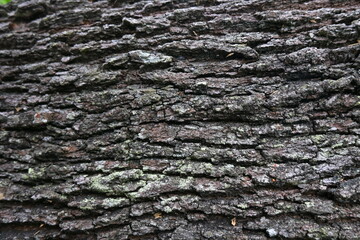 Wooden bark texture