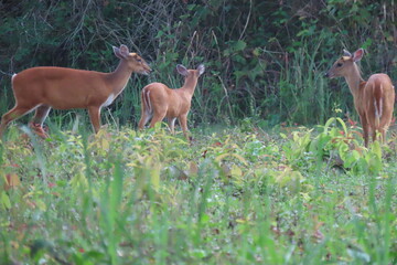 Common barking deer, Red muntjac