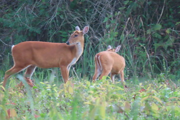 Common barking deer, Red muntjac