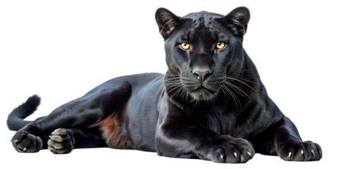 black panther laying isolated on transparent background
