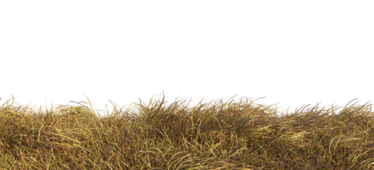 dried grass isolated 