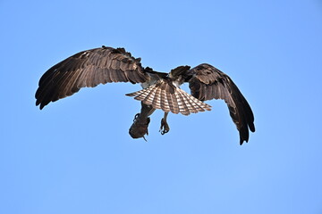 osprey in flight