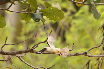 Great-billed kingfisher  (Pelargopsis melanorhyncha) in Tangkoko national park, Sulawesi, Indonesia 