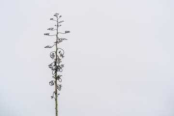 An isolated tree with curly branches