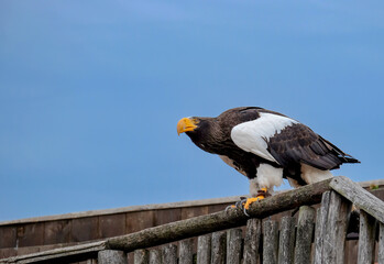 Bird of Prey show 