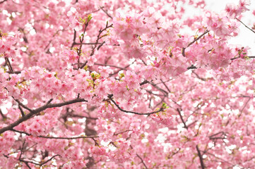 伊豆の河津桜まつり