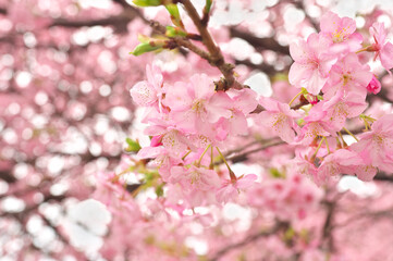 伊豆の河津桜まつり