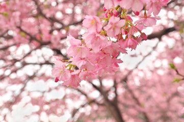 伊豆の河津桜まつり