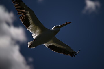 Fototapeta premium pelican flying in the sky