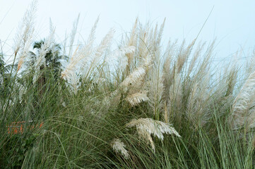 Kaash ful, Saccharum spontaneum is a seasonal flower which blooms in autumn, during Durga Puja festival.