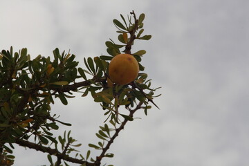 A beautiful view of mountains covered with argan trees