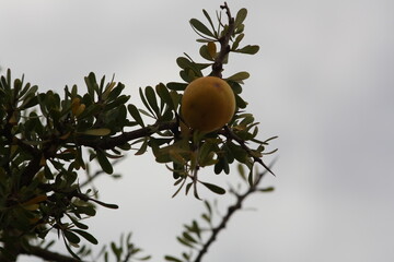 A beautiful view of mountains covered with argan trees