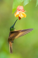 Fawn-breasted Brilliant Hummingbird in flight, 4K resolution, best Ecuador humminbirds
