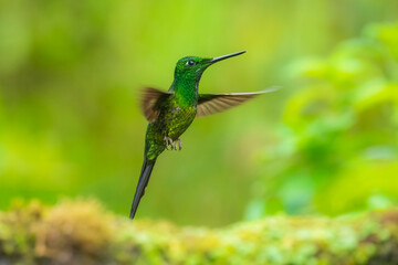 Fototapeta premium Empress Brilliant, Heliodoxa imperatrix in flight, Impressive hummingbird of Andean cloud forest in northwestern Ecuador and western Colombia.