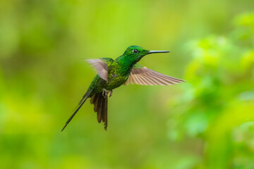 Empress Brilliant, Heliodoxa imperatrix in flight, Impressive hummingbird of Andean cloud forest in northwestern Ecuador and western Colombia.